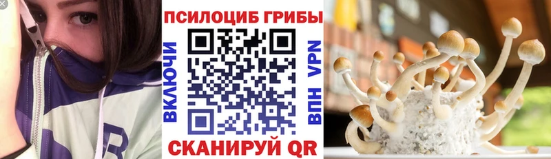 Псилоцибиновые грибы Psilocybe  Строитель 